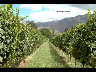 Mendoza, viñedos
 