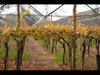 San Juan, viñedos
 
