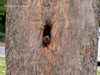 Rainbow lorikeet 