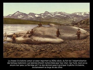 La chasse à la baleine connut un essor important au XIXe siècle, du fait de l'industrialisation des bateaux baleiniers. Les baleines étaient recherchées pour leur chair, leur huile, leurs os ou encore leur peau. La Norvège est l'un des derniers pays à pratiquer la pêche à la baleine, exclusivement au large de ses côtes 