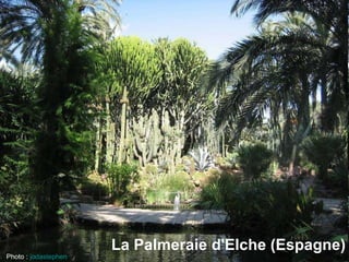 La Palmeraie d'Elche (Espagne) Photo :  jodastephen   