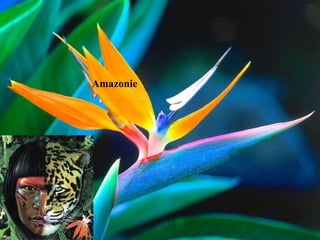 Amazonie 