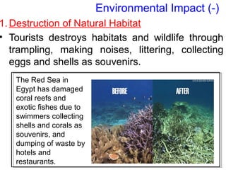 1.Destruction of Natural Habitat
• Tourists destroys habitats and wildlife through
trampling, making noises, littering, collecting
eggs and shells as souvenirs.
Environmental Impact (-)
The Red Sea in
Egypt has damaged
coral reefs and
exotic fishes due to
swimmers collecting
shells and corals as
souvenirs, and
dumping of waste by
hotels and
restaurants.
 