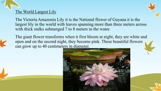 The World Largest Lily
The Victoria Amazonia Lily it is the National flower of Guyana it is the
largest lily in the world with leaves spanning more than three meters across
with thick stalks submerged 7 to 8 meters in the water.
The giant flower transforms when it first bloom at night, they are white and
open and on the second night, they become pink. These beautiful flowers
can grow up to 40 centimeters in diameter.
 
