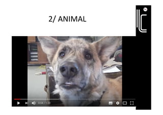 2/	ANIMAL	
 