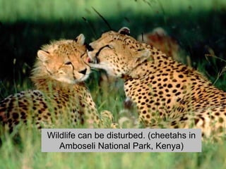 Wildlife can be disturbed. (cheetahs in
Amboseli National Park, Kenya)

 
