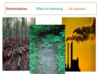 Deforestation

Effect of trampling

Air pollution

 