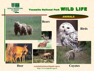 Yosemite National Park   WILD LIFE ANIMALS Bears Deer Coyotes Birds 