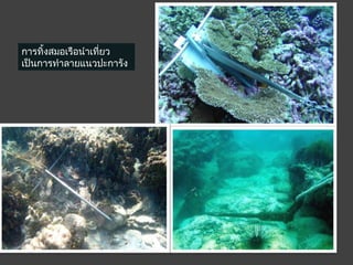 การทิ้งสมอเรือนำาเที่ยว
เป็นการทำาลายแนวปะการัง
 