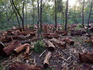 Deforestation in Nepal

 