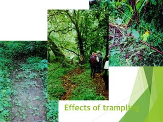 Effects of trampling

 