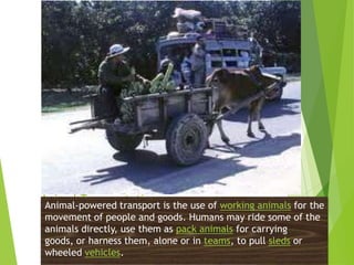 Animal Transportations is the use of working animals for the
Animal-powered transport
movement of people and goods. Humans may ride some of the
animals directly, use them as pack animals for carrying
goods, or harness them, alone or in teams, to pull sleds or
wheeled vehicles.

 