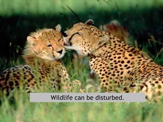 Wildlife can be disturbed.

 