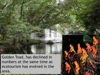 Golden Toad in Monteverde Cloud Rainforest, Costa Rica

Golden Toad, has declined in
numbers at the same time as
ecotourism has evolved in the
area.

 
