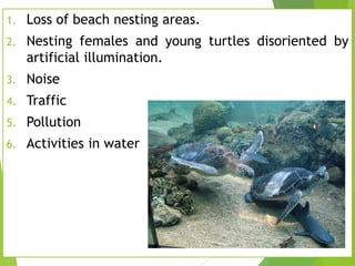 1.

Loss of beach nesting areas.

2.

Nesting females and young turtles disoriented by
artificial illumination.

3.

Noise

4.

Traffic

5.

Pollution

6.

Activities in water

 
