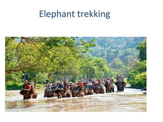 Elephant trekking
 