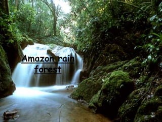 Amazon rain
forest
 
