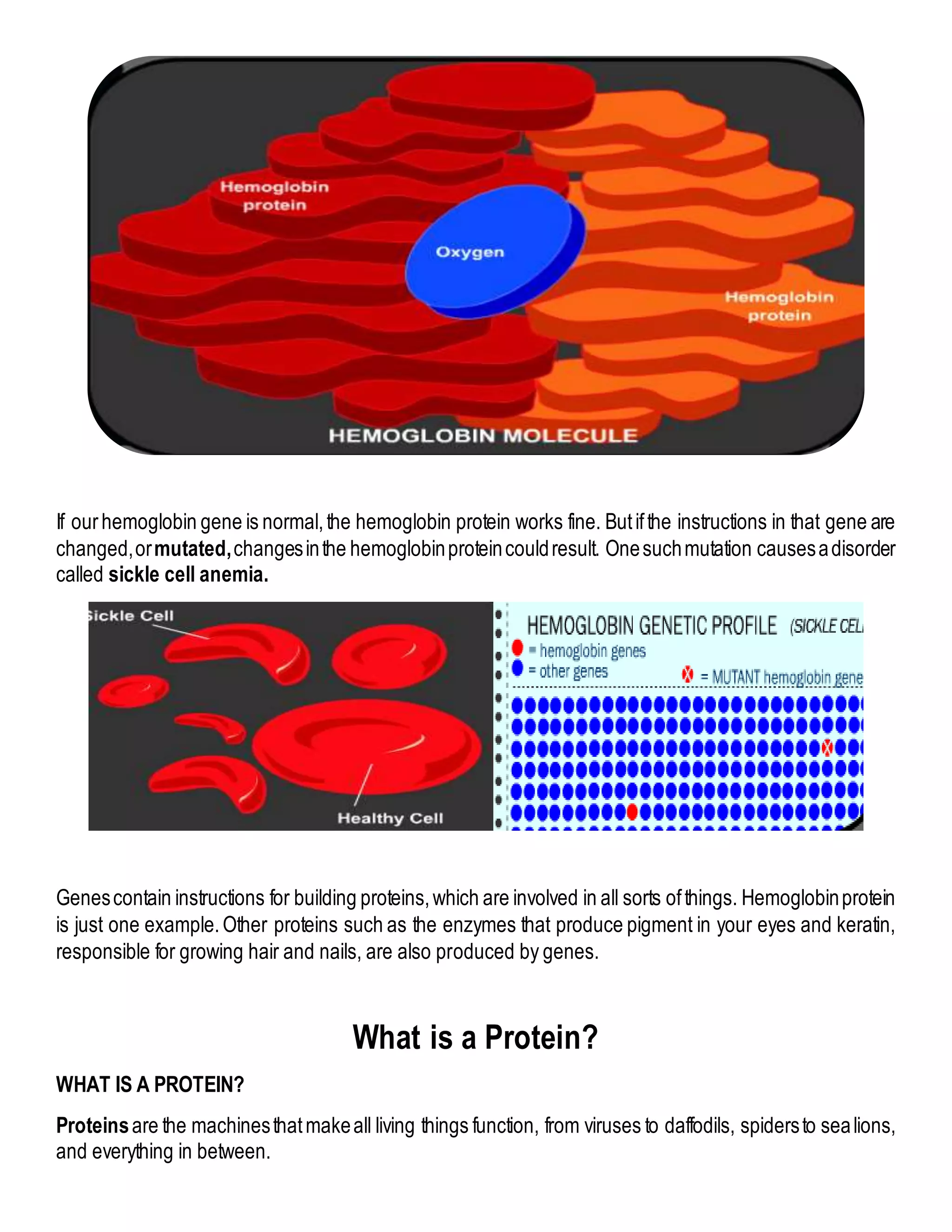 If ourhemoglobin gene is normal,the hemoglobin protein works fine. Butifthe instructions in that gene are
changed,ormutated,changesinthe hemoglobinproteincouldresult. Onesuchmutation causesadisorder
called sickle cell anemia.
Genescontain instructions for building proteins,which are involved in all sorts ofthings. Hemoglobinprotein
is just one example.Other proteins such as the enzymes that produce pigment in your eyes and keratin,
responsible for growing hair and nails, are also produced by genes.
What is a Protein?
WHAT IS A PROTEIN?
Proteinsare the machinesthatmakeall living things function, from viruses to daffodils, spidersto sealions,
and everything in between.
 