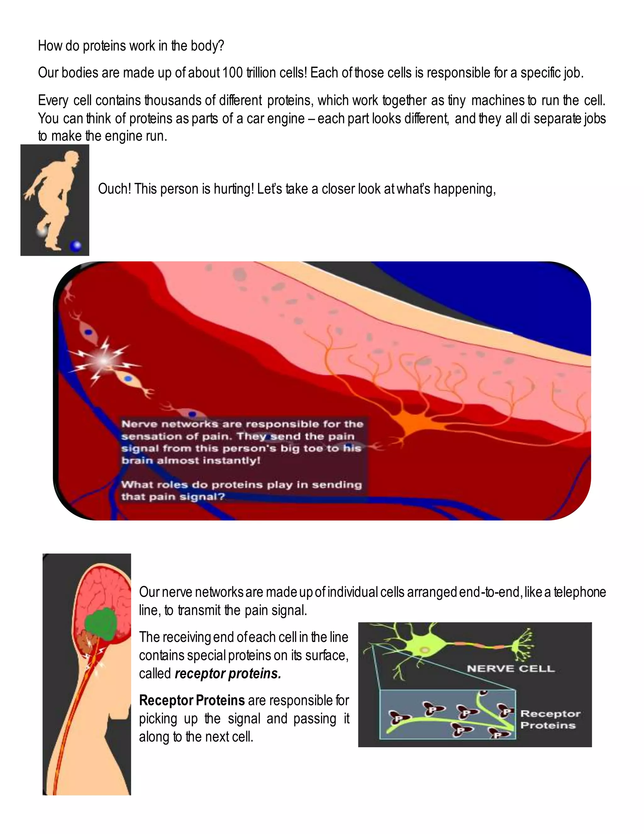 How do proteins work in the body?
Our bodies are made up of about100 trillion cells! Each ofthose cells is responsible for a specific job.
Every cell contains thousands of different proteins, which work together as tiny machines to run the cell.
You can think of proteins as parts of a car engine – each part looks different, and they all di separate jobs
to make the engine run.
Ouch! This person is hurting! Let’s take a closer look atwhat’s happening,
Ournerve networksare madeupofindividualcells arrangedend-to-end,likea telephone
line, to transmit the pain signal.
The receivingend ofeach cellin the line
contains specialproteins on its surface,
called receptor proteins.
Receptor Proteins are responsible for
picking up the signal and passing it
along to the next cell.
 