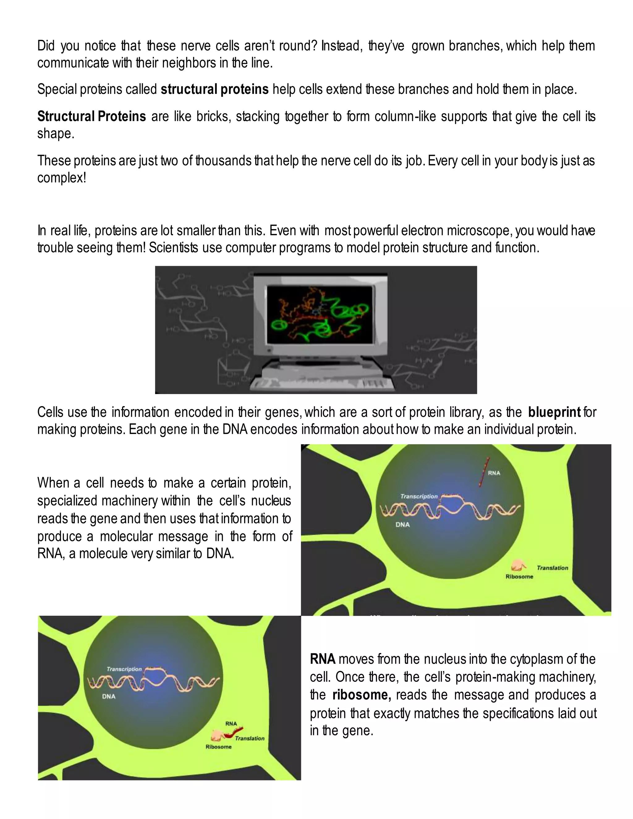 Did you notice that these nerve cells aren’t round? Instead, they’ve grown branches, which help them
communicate with their neighbors in the line.
Special proteins called structural proteins help cells extend these branches and hold them in place.
Structural Proteins are like bricks, stacking together to form column-like supports that give the cell its
shape.
These proteins are just two of thousands thathelp the nerve cell do its job.Every cell in your bodyis just as
complex!
In real life, proteins are lot smallerthan this. Even with mostpowerful electron microscope,you would have
trouble seeing them! Scientists use computer programs to model protein structure and function.
Cells use the information encoded in their genes,which are a sort of protein library, as the blueprint for
making proteins. Each gene in the DNA encodes information abouthow to make an individual protein.
When a cell needs to make a certain protein,
specialized machinery within the cell’s nucleus
reads the gene and then uses thatinformation to
produce a molecular message in the form of
RNA, a molecule very similar to DNA.
RNA moves from the nucleus into the cytoplasm of the
cell. Once there, the cell’s protein-making machinery,
the ribosome, reads the message and produces a
protein that exactly matches the specifications laid out
in the gene.
 