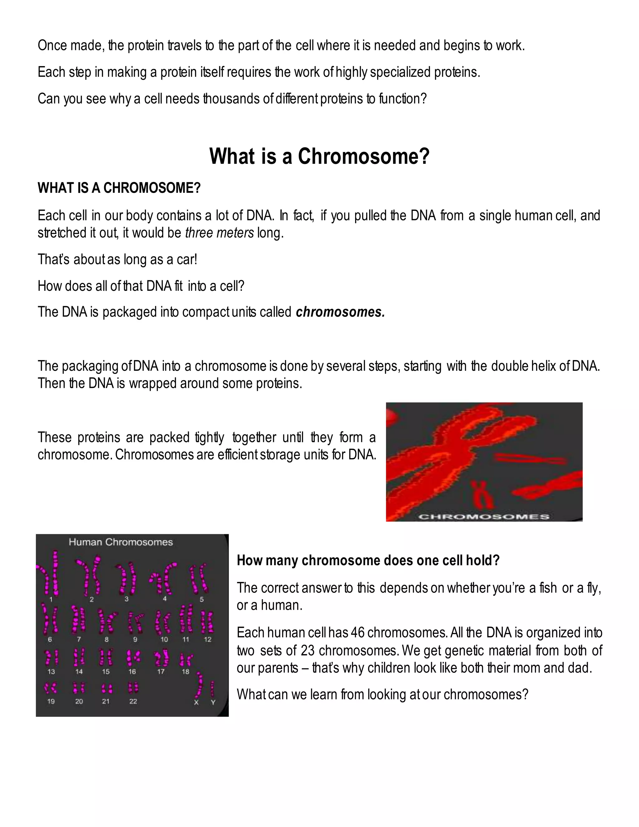 Once made, the protein travels to the part of the cell where it is needed and begins to work.
Each step in making a protein itself requires the work ofhighly specialized proteins.
Can you see why a cell needs thousands ofdifferentproteins to function?
What is a Chromosome?
WHAT IS A CHROMOSOME?
Each cell in our body contains a lot of DNA. In fact, if you pulled the DNA from a single human cell, and
stretched it out, it would be three meters long.
That’s aboutas long as a car!
How does all ofthat DNA fit into a cell?
The DNA is packaged into compactunits called chromosomes.
The packaging ofDNA into a chromosome is done by several steps, starting with the double helix ofDNA.
Then the DNA is wrapped around some proteins.
These proteins are packed tightly together until they form a
chromosome.Chromosomes are efficientstorage units for DNA.
How many chromosome does one cell hold?
The correct answerto this depends on whetheryou’re a fish or a fly,
or a human.
Each human cellhas 46 chromosomes.All the DNA is organized into
two sets of 23 chromosomes.We get genetic material from both of
our parents – that’s why children look like both their mom and dad.
Whatcan we learn from looking atour chromosomes?
 