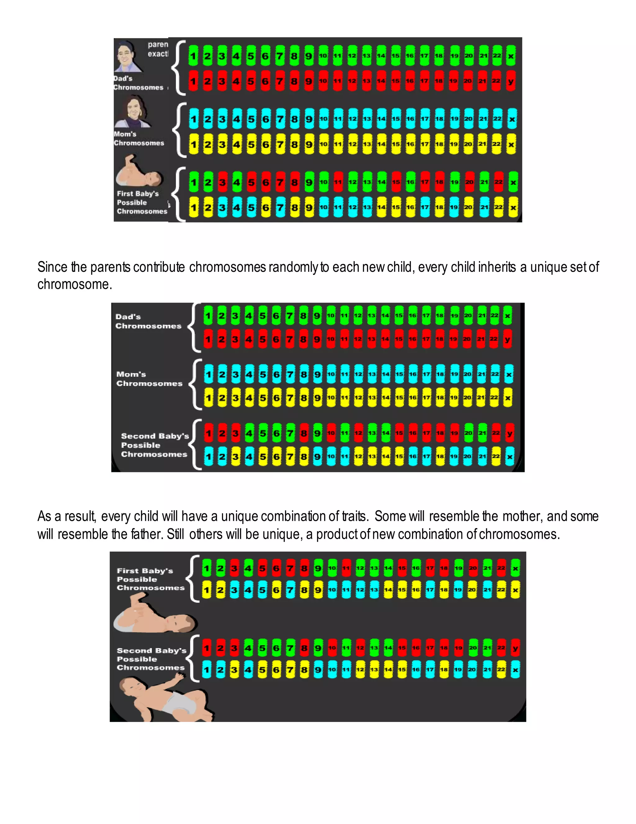 Since the parents contribute chromosomes randomlyto each newchild, every child inherits a unique setof
chromosome.
As a result, every child will have a unique combination of traits. Some will resemble the mother, and some
will resemble the father. Still others will be unique, a productofnew combination ofchromosomes.
 