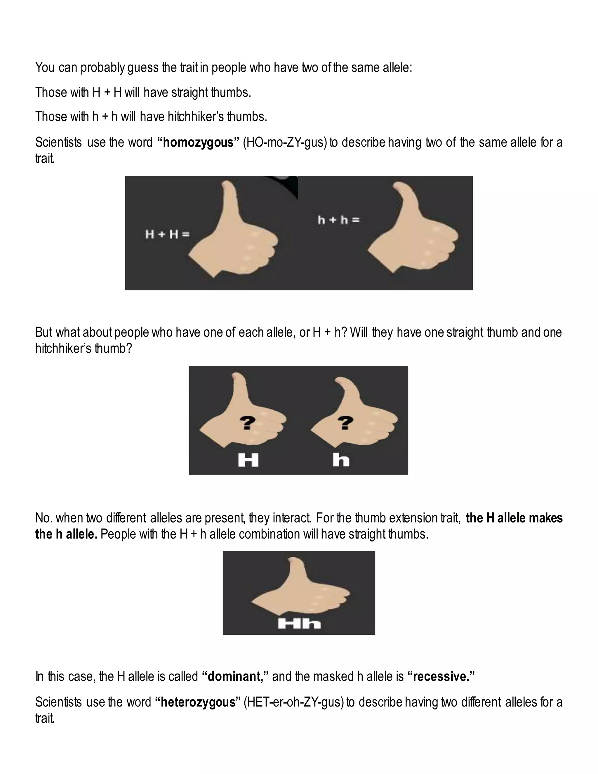 You can probably guess the traitin people who have two ofthe same allele:
Those with H + H will have straight thumbs.
Those with h + h will have hitchhiker’s thumbs.
Scientists use the word “homozygous” (HO-mo-ZY-gus)to describe having two of the same allele for a
trait.
But what aboutpeople who have one of each allele, or H + h? Will they have one straight thumb and one
hitchhiker’s thumb?
No. when two different alleles are present, they interact. For the thumb extension trait, the H allele makes
the h allele. People with the H + h allele combination will have straight thumbs.
In this case, the H allele is called “dominant,” and the masked h allele is “recessive.”
Scientists use the word “heterozygous” (HET-er-oh-ZY-gus)to describe having two different alleles for a
trait.
 