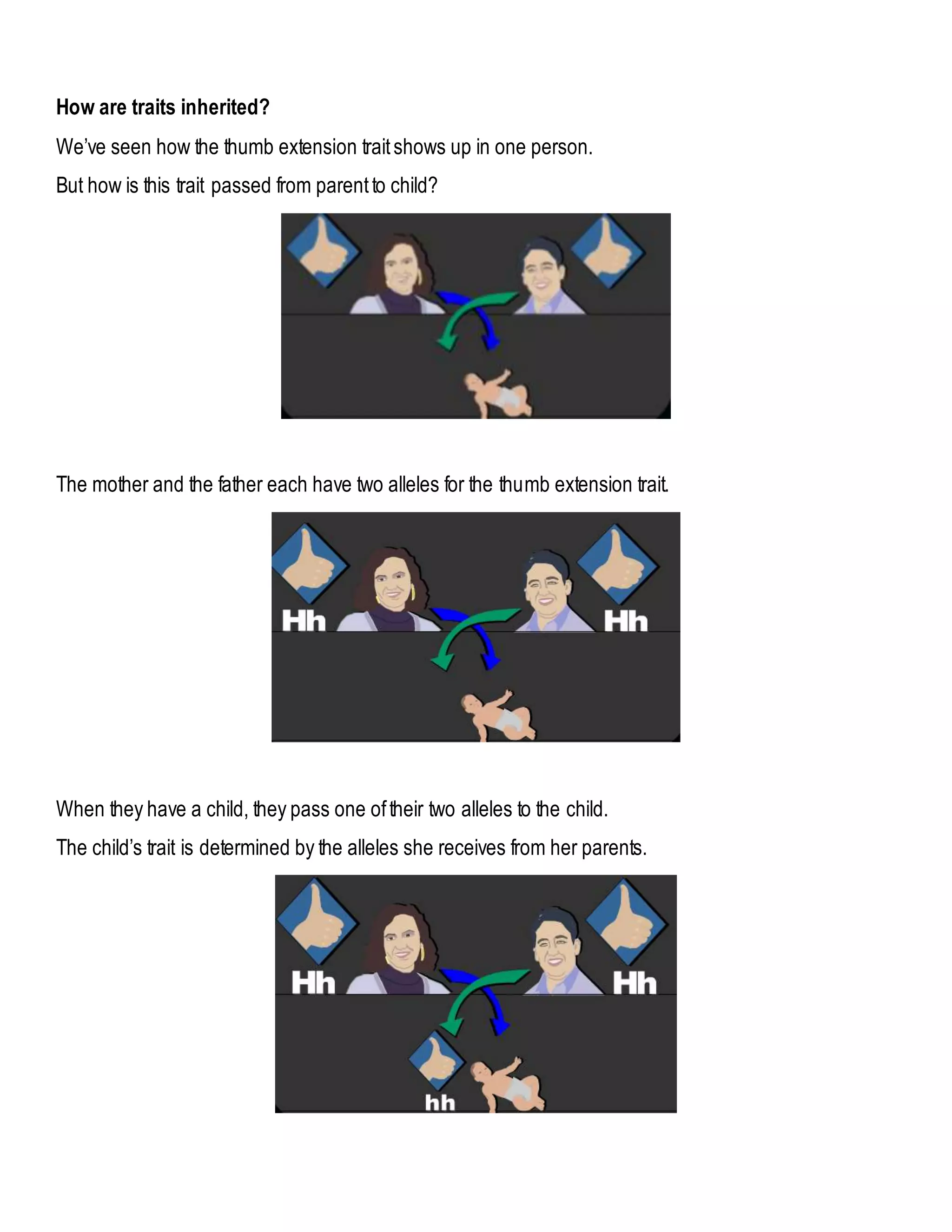 How are traits inherited?
We’ve seen how the thumb extension traitshows up in one person.
But how is this trait passed from parentto child?
The mother and the father each have two alleles for the thumb extension trait.
When they have a child, they pass one oftheir two alleles to the child.
The child’s trait is determined by the alleles she receives from her parents.
 