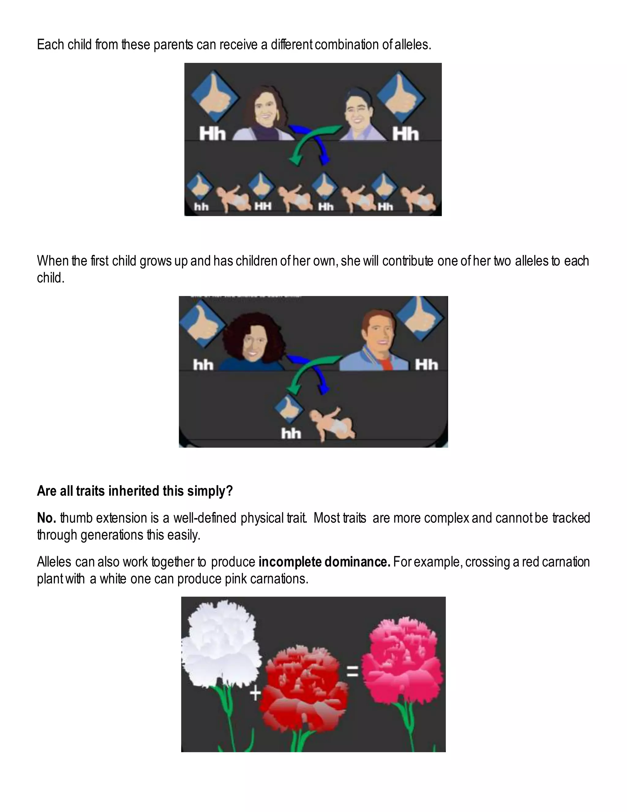 Each child from these parents can receive a differentcombination ofalleles.
When the first child grows up and has children ofher own,she will contribute one ofher two alleles to each
child.
Are all traits inherited this simply?
No. thumb extension is a well-defined physical trait. Most traits are more complex and cannotbe tracked
through generations this easily.
Alleles can also work together to produce incomplete dominance. Forexample,crossing a red carnation
plantwith a white one can produce pink carnations.
 