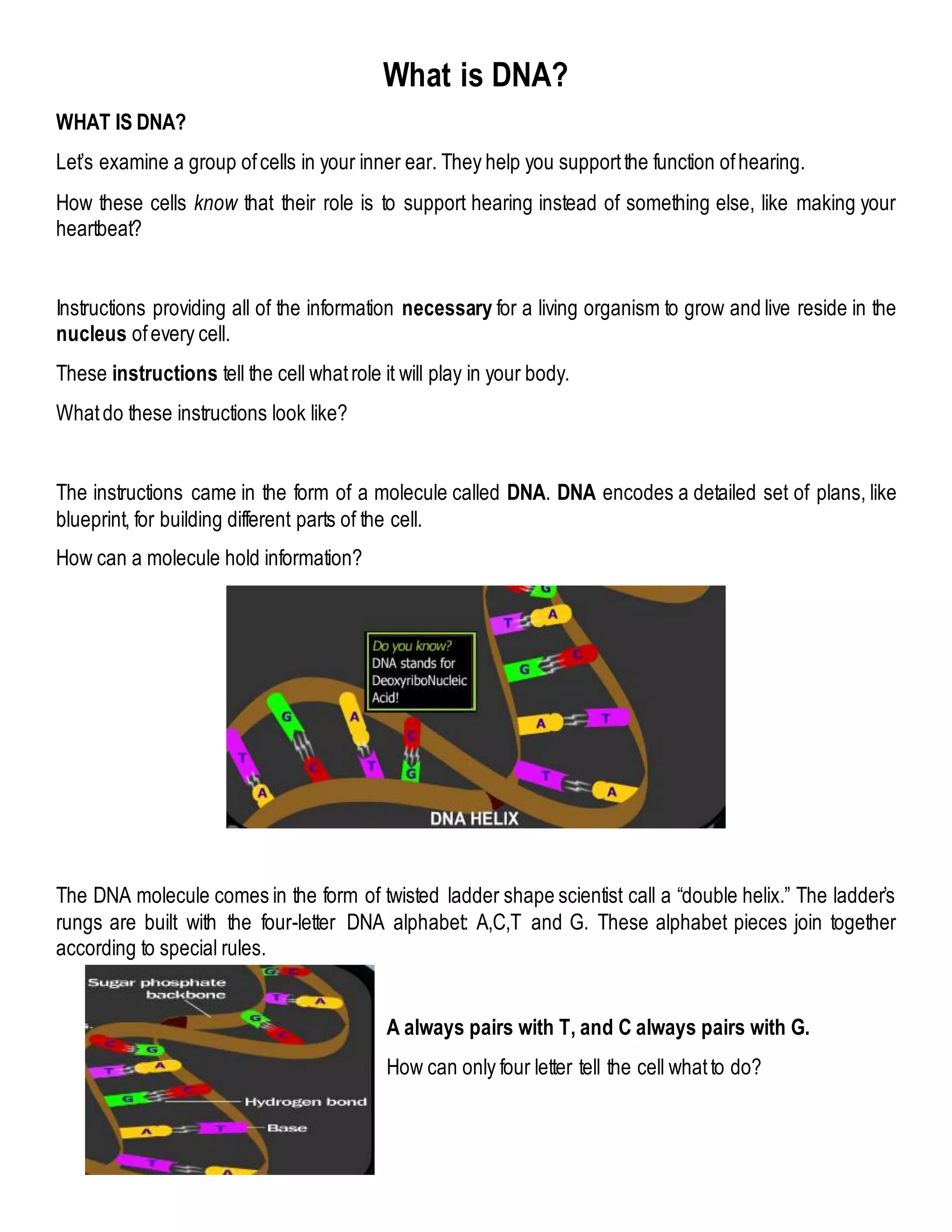 What is DNA?
WHAT IS DNA?
Let’s examine a group ofcells in your inner ear. They help you supportthe function ofhearing.
How these cells know that their role is to support hearing instead of something else, like making your
heartbeat?
Instructions providing all of the information necessary for a living organism to grow and live reside in the
nucleus ofevery cell.
These instructions tell the cell whatrole it will play in your body.
Whatdo these instructions look like?
The instructions came in the form of a molecule called DNA. DNA encodes a detailed set of plans, like
blueprint, for building different parts of the cell.
How can a molecule hold information?
The DNA molecule comes in the form of twisted ladder shape scientist call a “double helix.” The ladder’s
rungs are built with the four-letter DNA alphabet: A,C,T and G. These alphabet pieces join together
according to special rules.
A always pairs with T, and C always pairs with G.
How can only four letter tell the cell whatto do?
 