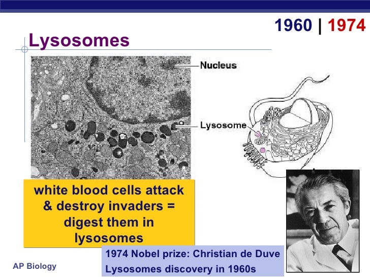 Tour of the_cell(chpt6)