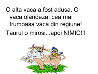 O alta vaca a fost adusa. O vaca olandeza, cea mai frumoasa vaca din regiune! Taurul o mirosi...apoi NIMIC!!! 