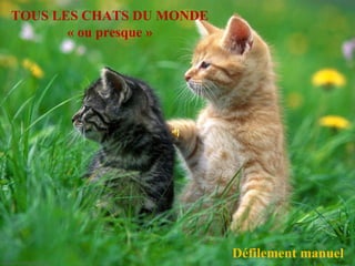 TOUS LES CHATS DU MONDE
       « ou presque »




                          Défilement manuel
 