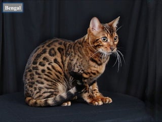 Bengal
 