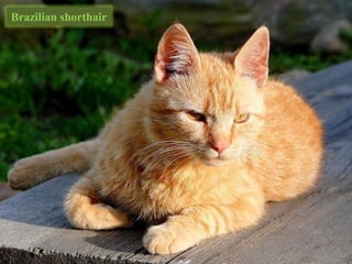Brazilian shorthair
 