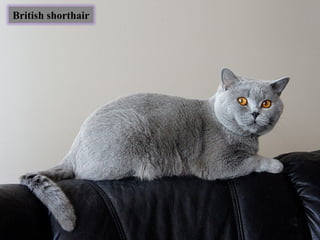 British shorthair
 