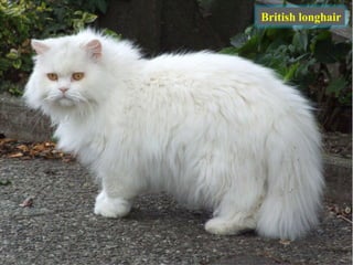 British longhair
 