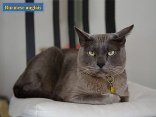 Burmese anglais
 