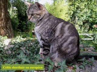 Celtic shorthair ou européen
 