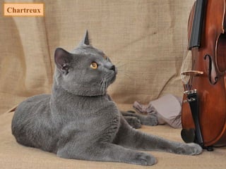 Chartreux
 