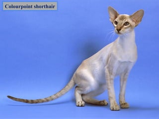 Colourpoint shorthair
 