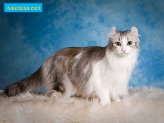 American curl
 