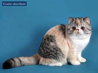 Exotic shorthair
 