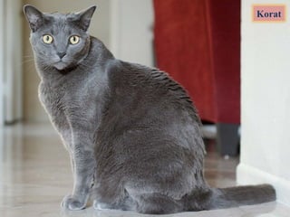Korat
 