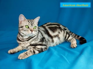 American shorthair
 