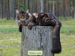 Maine coon
 