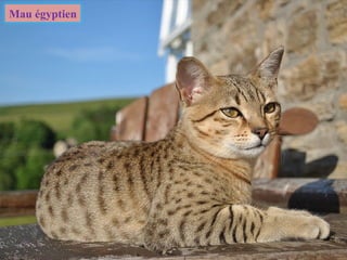 Mau égyptien
 