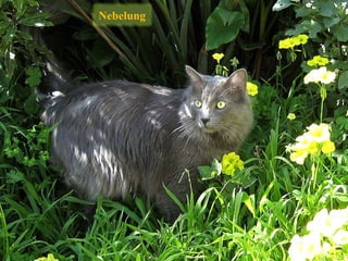 Nebelung
 