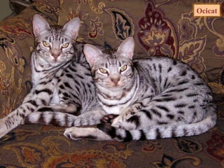 Ocicat
 