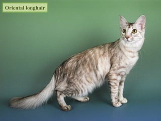 Oriental longhair
 